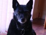 Rani the dog